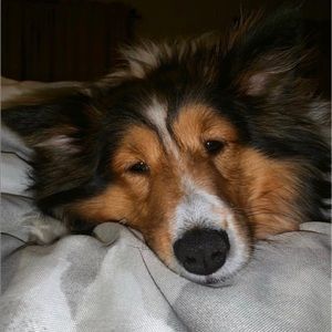 Meet your Posher, Grace